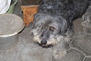 Catalonian Sheepdog