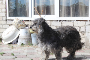 Catalan sheepdog